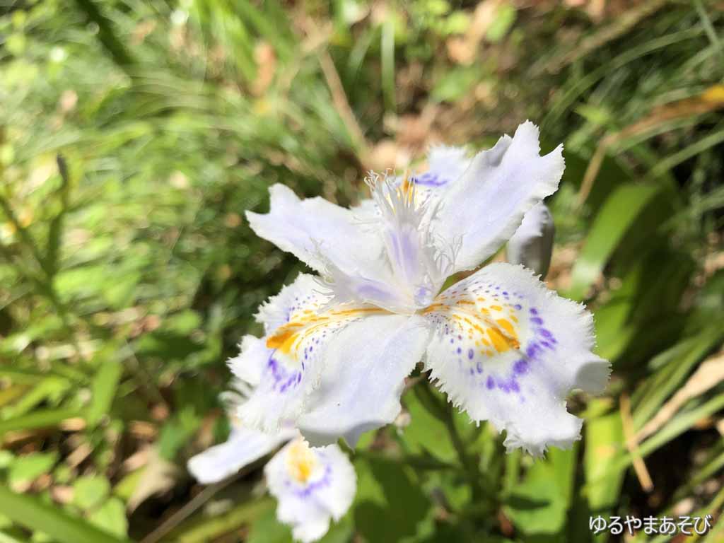 白と淡紫色の花（シャガ（射干）アヤメ科）