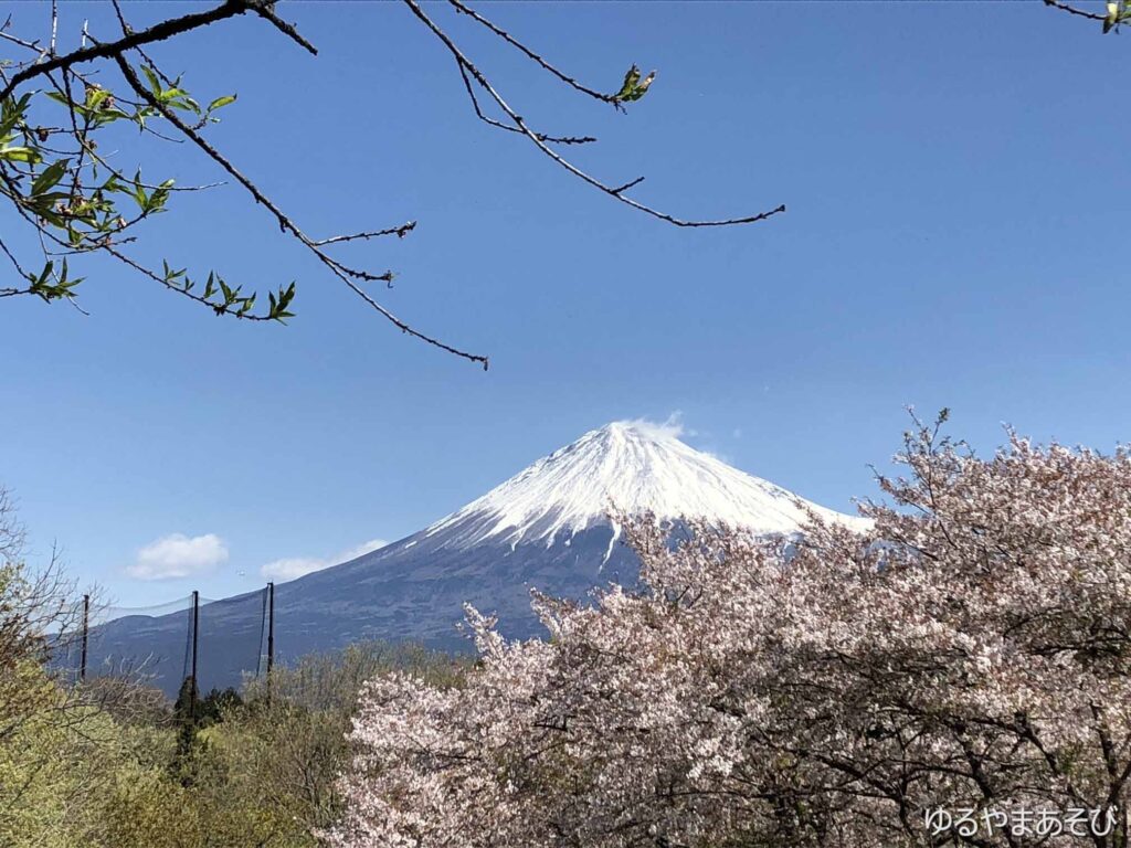 岩本山からの富士山と桜