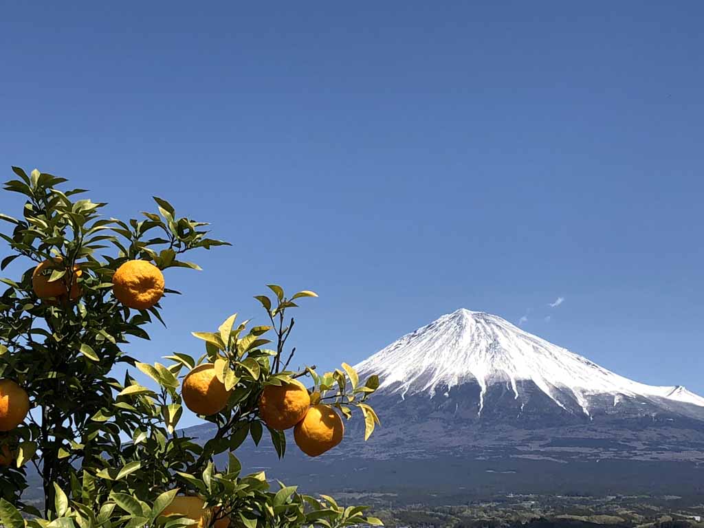富士山と夏みかん