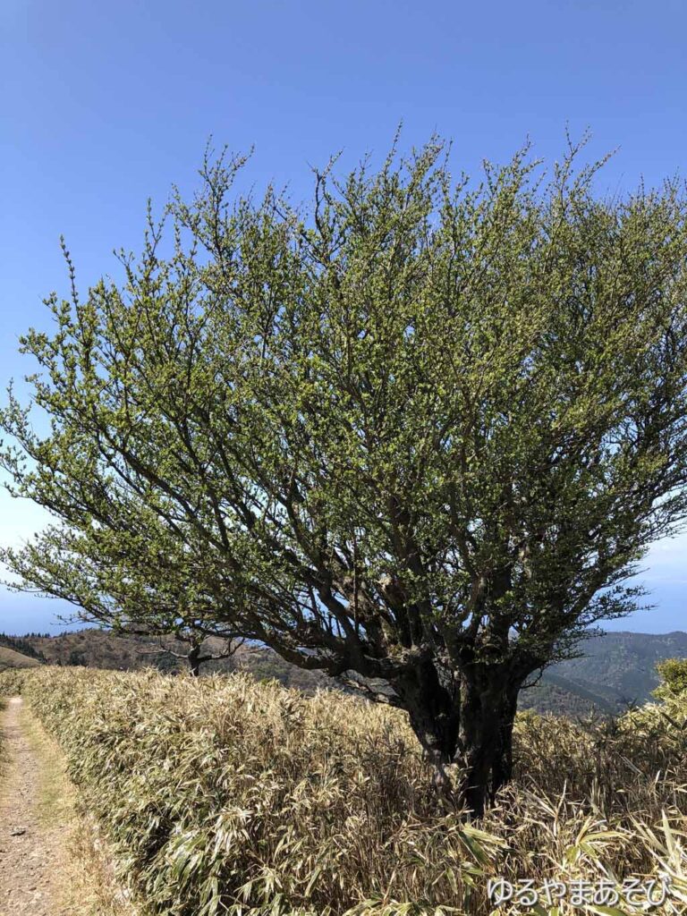 達磨山周辺の樹木