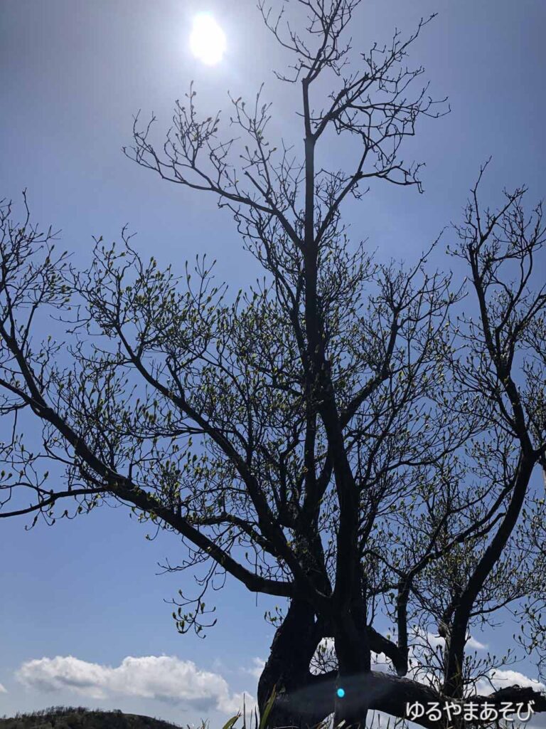 達磨山周辺の樹木