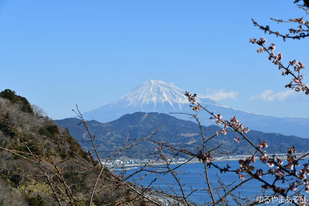 薩埵峠からの富士山と早咲きの桜