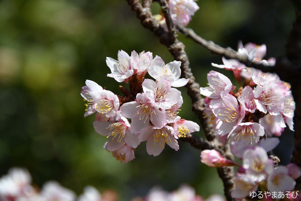 薩埵峠の早咲きの桜（河津桜）