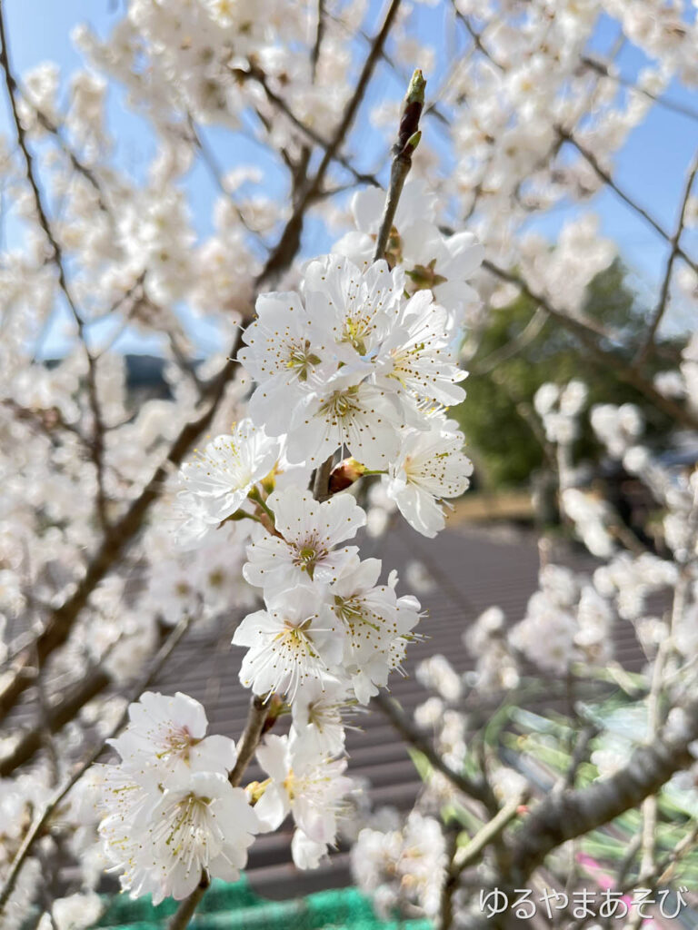 早咲きの桜（河津桜？）