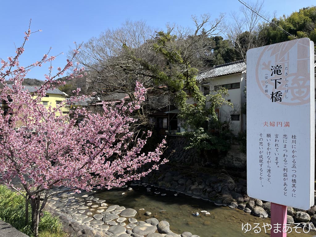 滝下橋と早咲きの桜