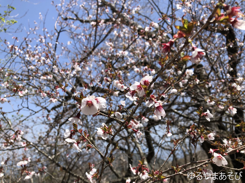 万三郎岳付近の桜（4月末に撮影）