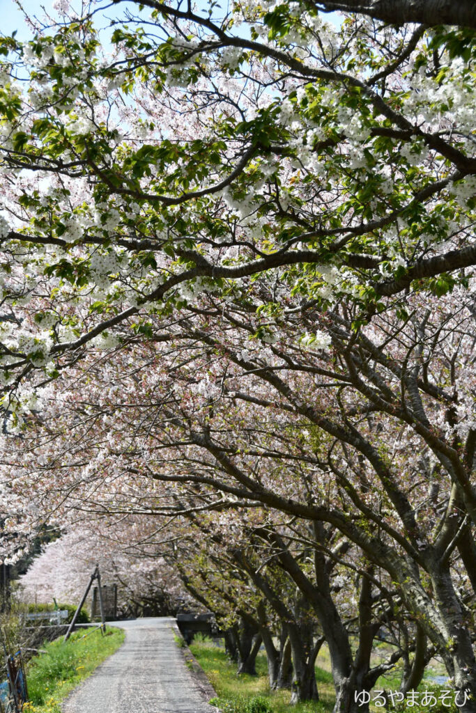 伊豆 松崎 那賀川沿いの桜のトンネル