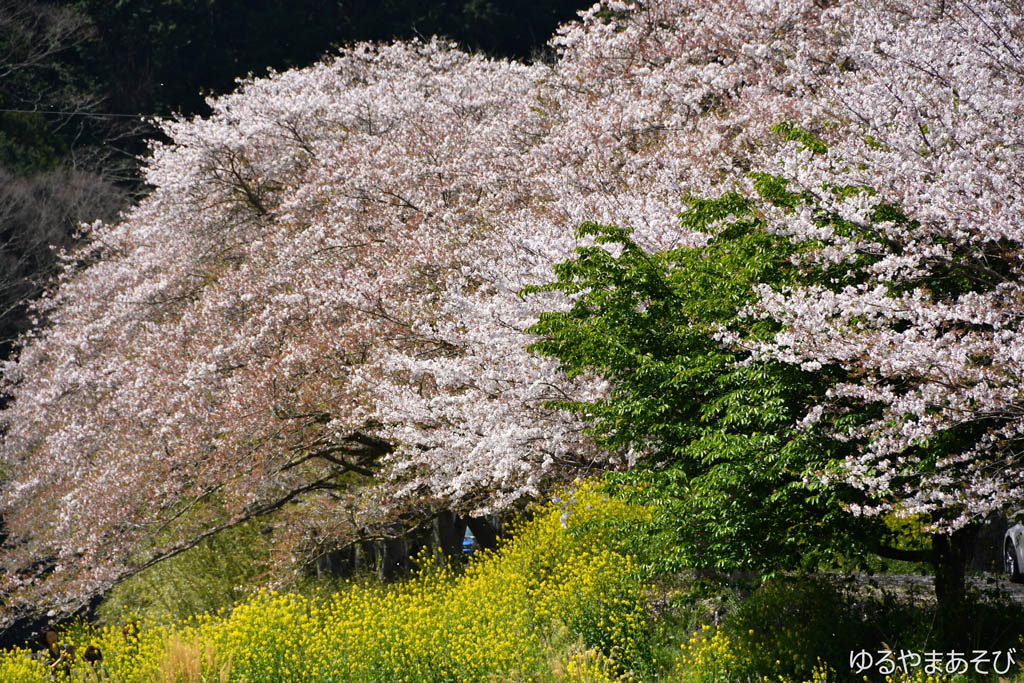伊豆 松崎 那賀川沿いの桜と菜の花
