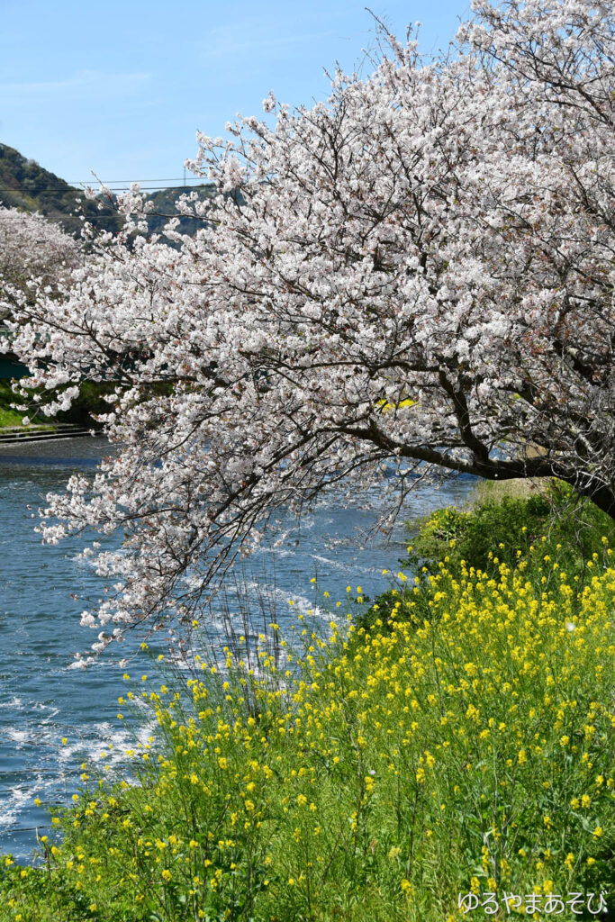 伊豆 松崎 那賀川と桜と菜の花