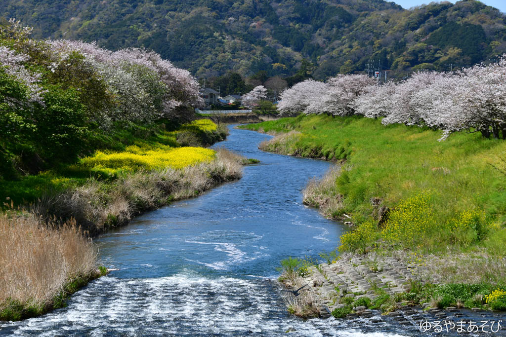 伊豆 松崎那賀川の桜