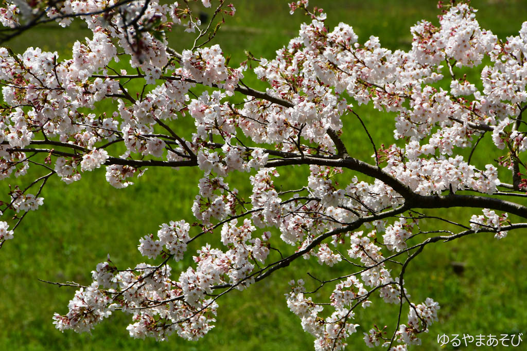 伊豆 松崎 那賀川の桜