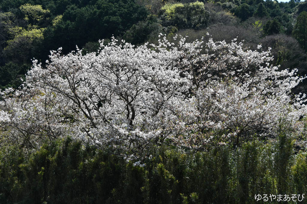 岩科川の桜
