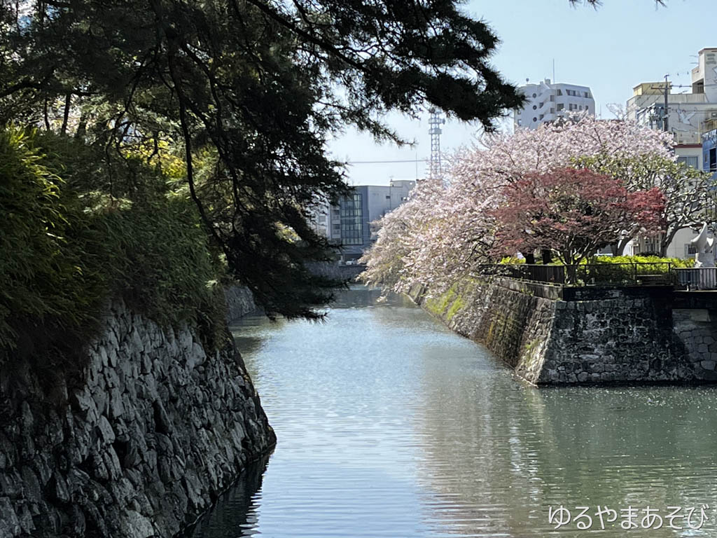 駿府城外堀の桜