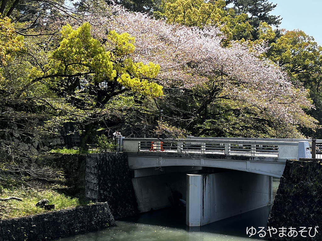 清水御門と桜