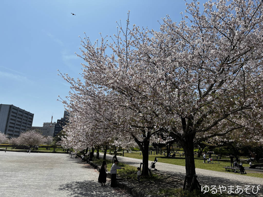 駿府城公園内の桜も人気