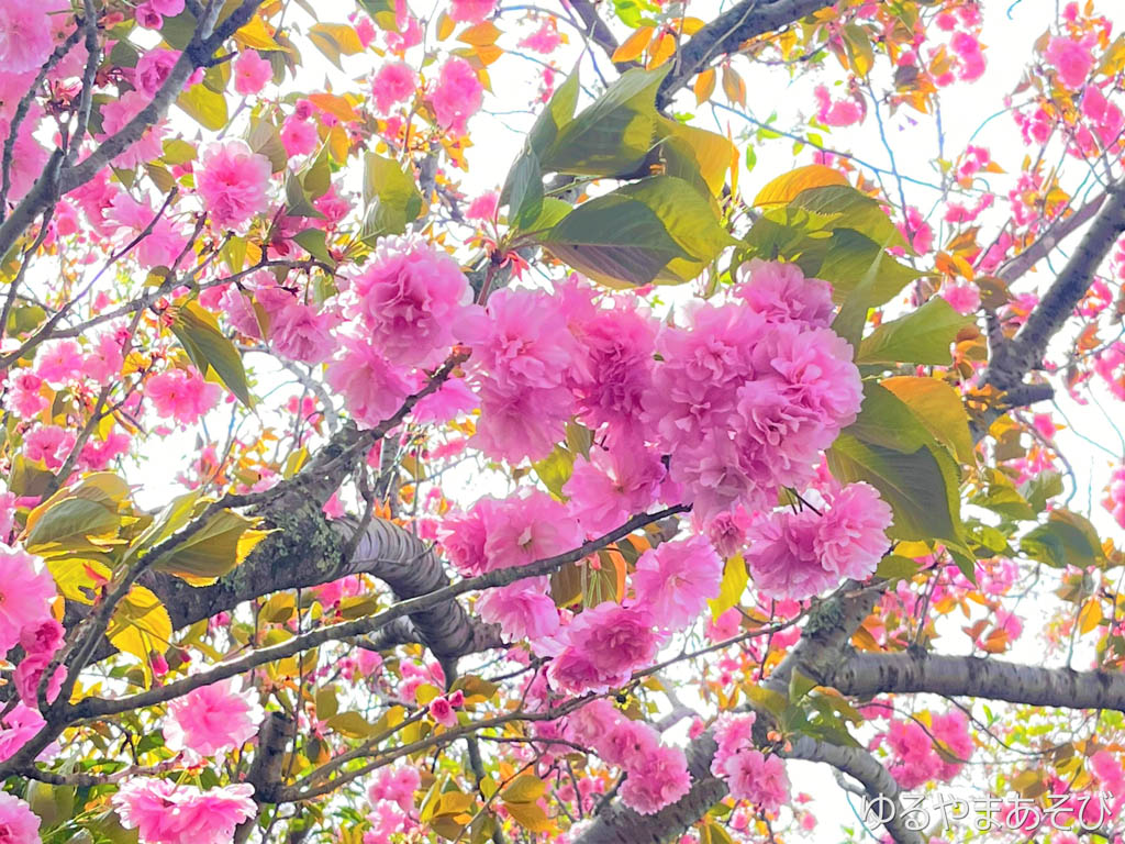 丸子川沿いの八重桜