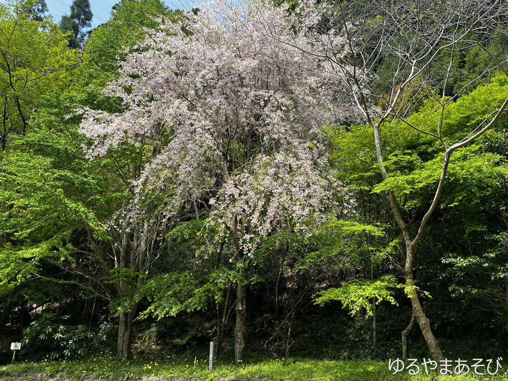 つたの細道公園の新緑と桜