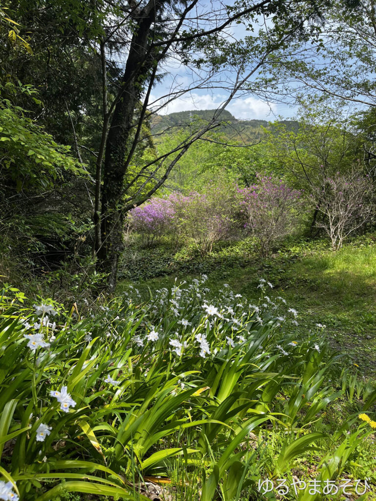宇津ノ谷峠付近の春の草花