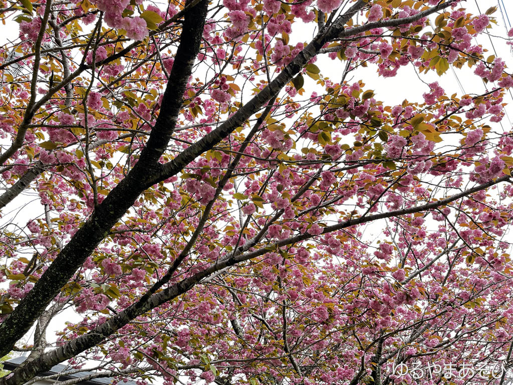 箱根路沿いの桜