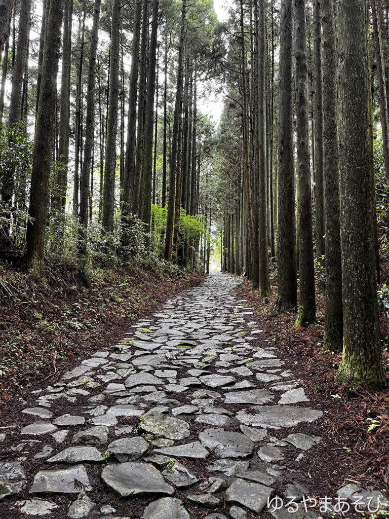 箱根旧東海道の石畳と杉林