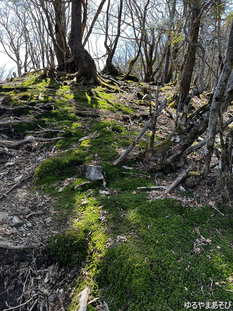 登山道の苔も風情があります