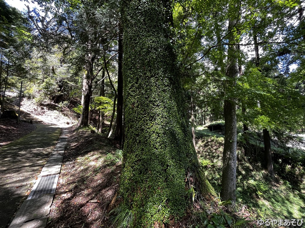 八坂神社入口の緑に覆われた樹木
