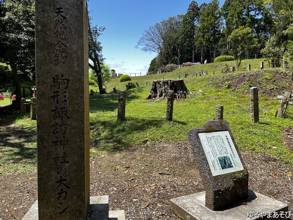 諏訪駒形神社の大カシ（県指定天然記念物）は台風の影響で倒れてしまった