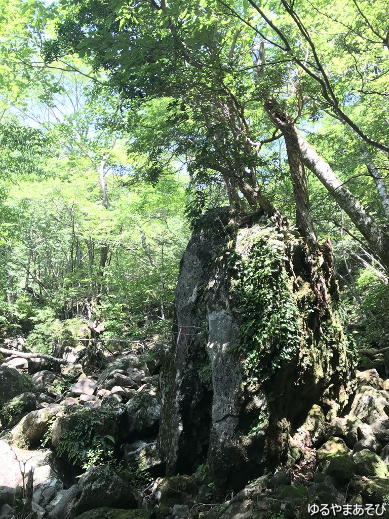 登山道の木々