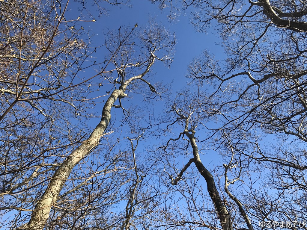 青い空と木々（撮影は11月）