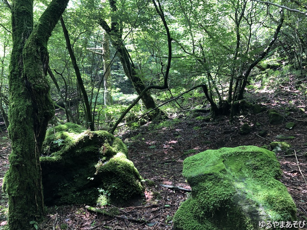 自然あふれる苔むした岩と木々
