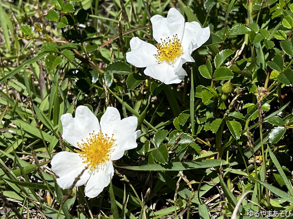 湿原に咲く白い花