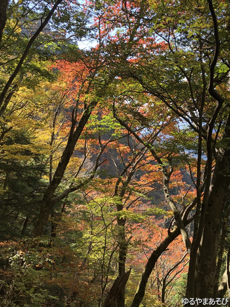 登山道の紅葉が映えます（撮影は11月）