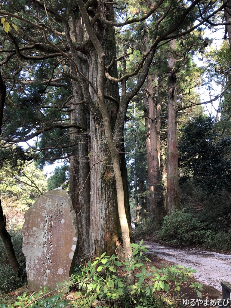 箱根旧街道の杉並木