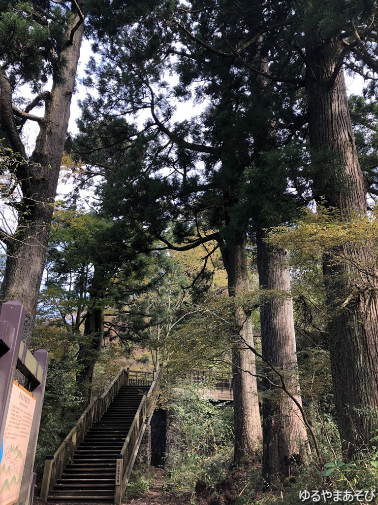 箱根旧街道の杉並木