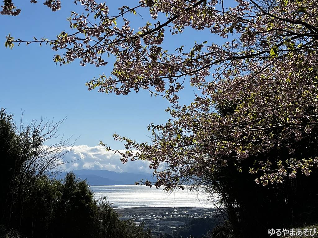 早咲きの桜と駿河湾