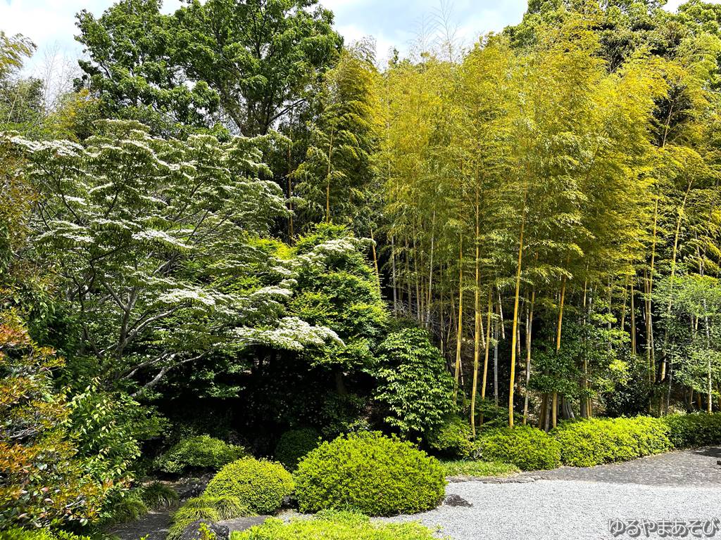 竹採公園の竹林